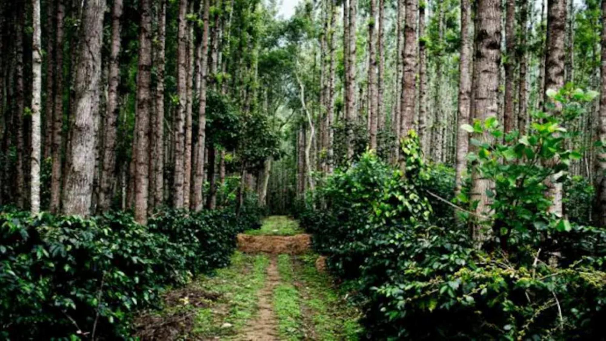 Coorg Mystere - Luxury Homestay Madikeri Exterior foto